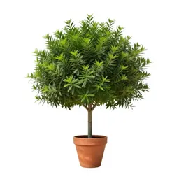 Caper tree