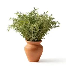Caraway