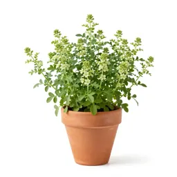 Carpetweed