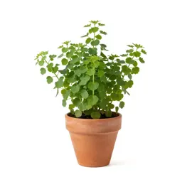 Caryophyllaceous plant