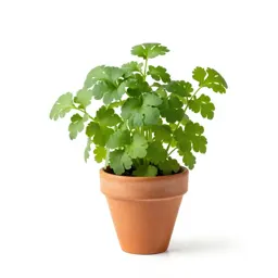Chervil