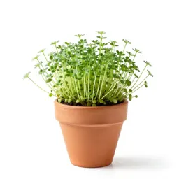 Chickweed