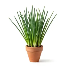 Chives
