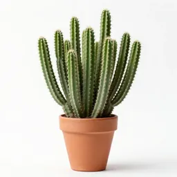 Cholla