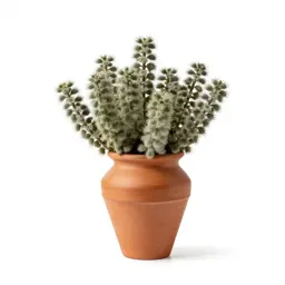 Clammyweed