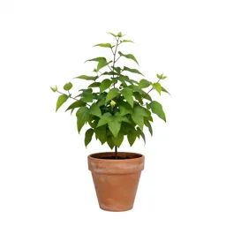 Clematis