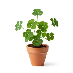 Clover