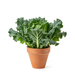 Collard