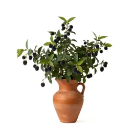 Common barberry