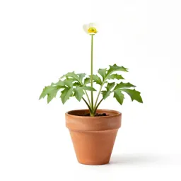 Common buttercup