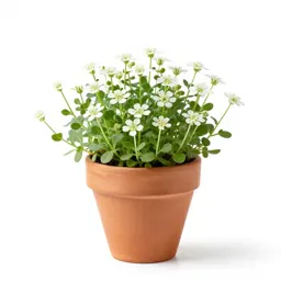 Common chickweed