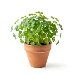 Common garden cress