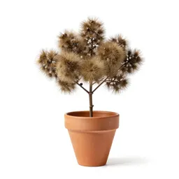 Common moonseed