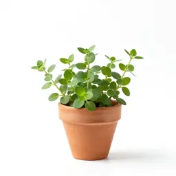 Common purslane
