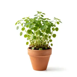Common watercress