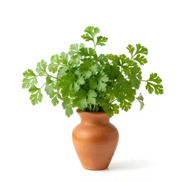 Coriander
