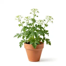 Corn spurry