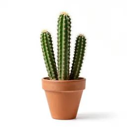 Coryphantha