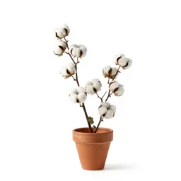 Cottonweed