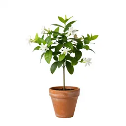 Crape jasmine