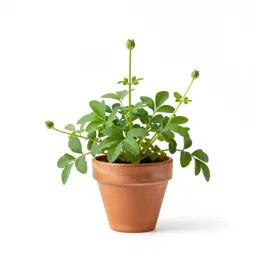 Creeping buttercup
