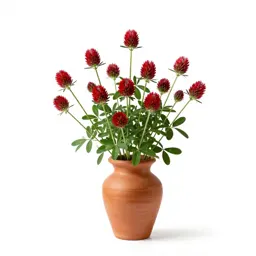 Crimson clover