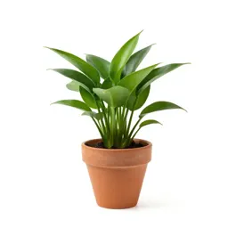 Cryptocoryne