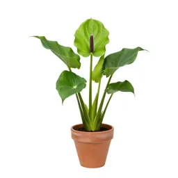 Cuckoopint
