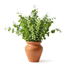 Darling pea