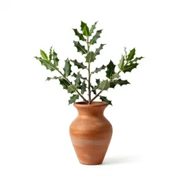 Desert holly