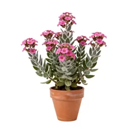 Desert sand verbena