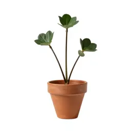 Dicot