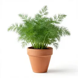 Dill