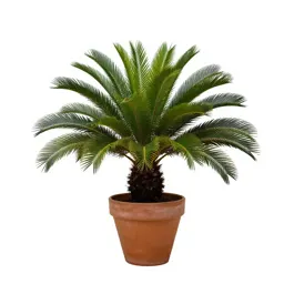 Dioon