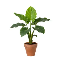 Dragon arum