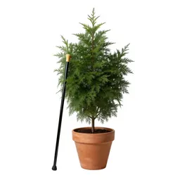 Dumb cane