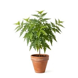False bugbane