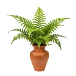 Fern ally