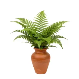 Fern