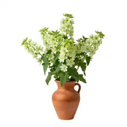 Fetid bugbane