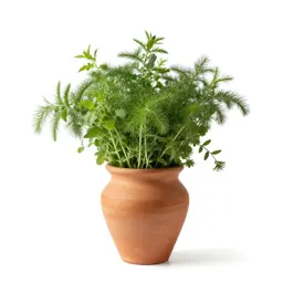 Fines herbes