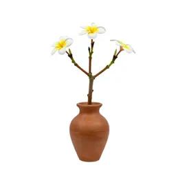 Frangipani