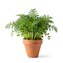 Garden orache