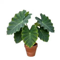 Giant taro