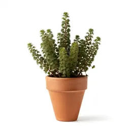 Glasswort