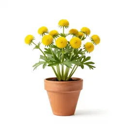 Globeflower