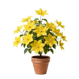 Golden clematis