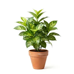 Golden pothos
