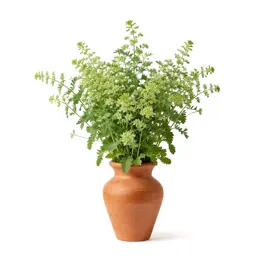 Goosefoot