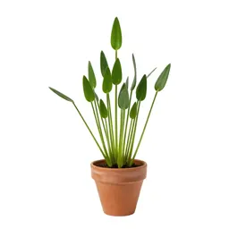Greater spearwort